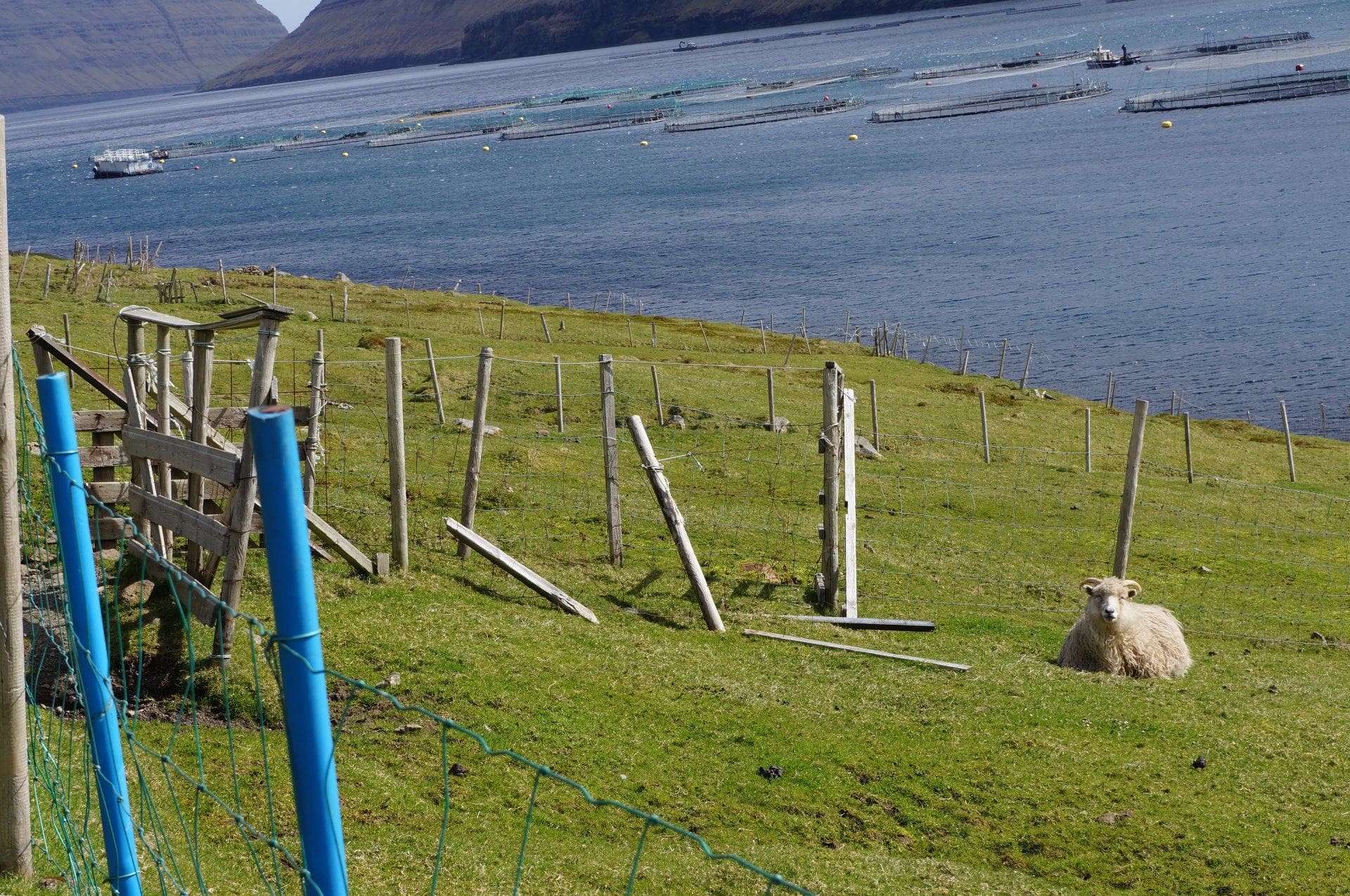 Rættin í Todnesbug