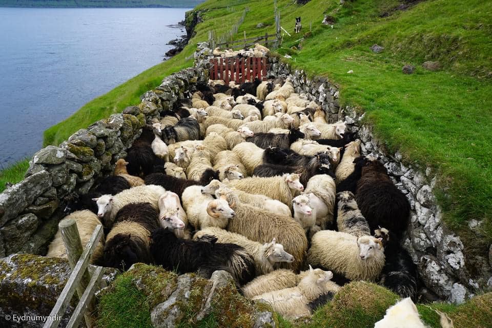 Rættin á Blankskála